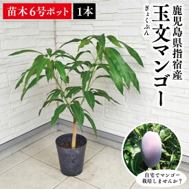 楽天市場 マンゴー土の通販