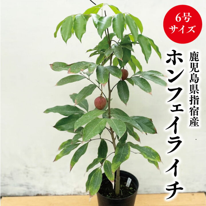 楽天市場】☆希少レア☆国産ライチ苗木☆数量限定☆【ホンフェイライチ 