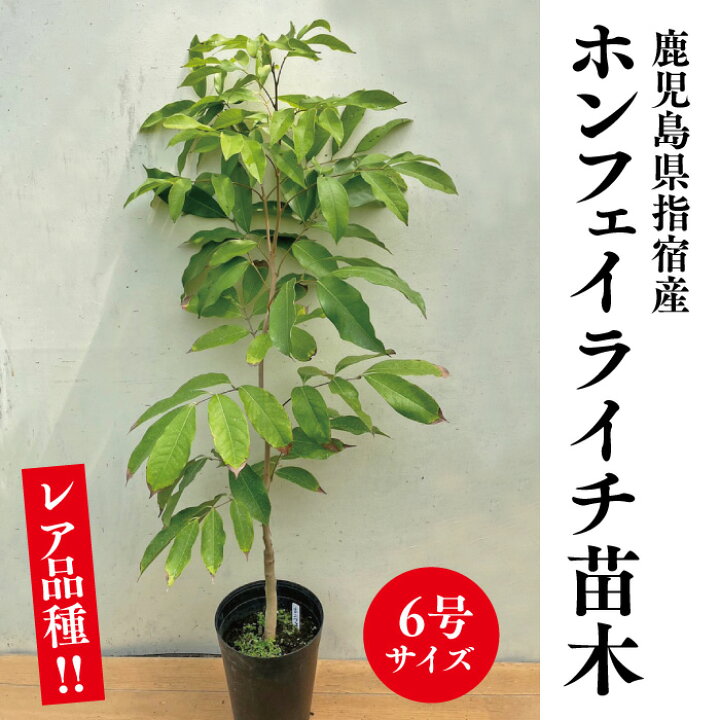 ライチ苗取木品種タイサンホンフェイ➕クエイメイ