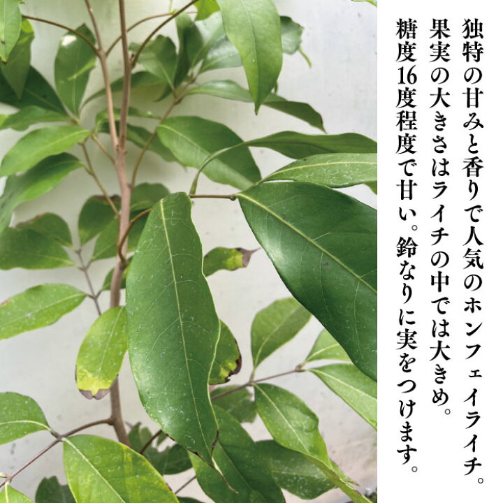 楽天市場】☆希少レア☆国産ライチ苗木☆数量限定☆【ホンフェイライチ 