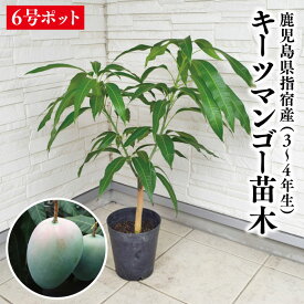 【鹿児島県 指宿産 キーツマンゴー苗木1本 3〜4年生 6号ポット苗】マンゴー苗 苗 キーツマンゴー キーツ 特産品 鹿児島特産品 指宿特産品 ギフト 苗木