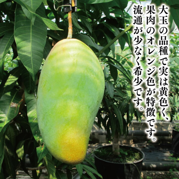 楽天市場】☆希少☆レア☆数量限定☆【キンコウマンゴー苗木1本 3〜4 