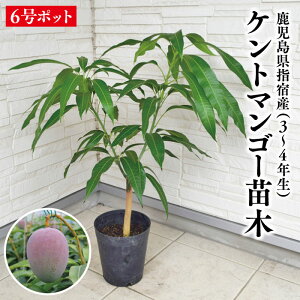 マンゴー苗の人気商品・通販・価格比較 - 価格.com