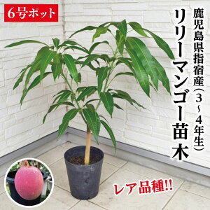 �y�������� �w�h�Y �����[�}���S�[ �c��1�{ 3�`4�N�� 6���|�b�g�c�z�}���S�[�c �c �����[ �M�t�g ���Y�i ���������Y�i �w�h���Y�i �c�� ���Ε� ��Ε�