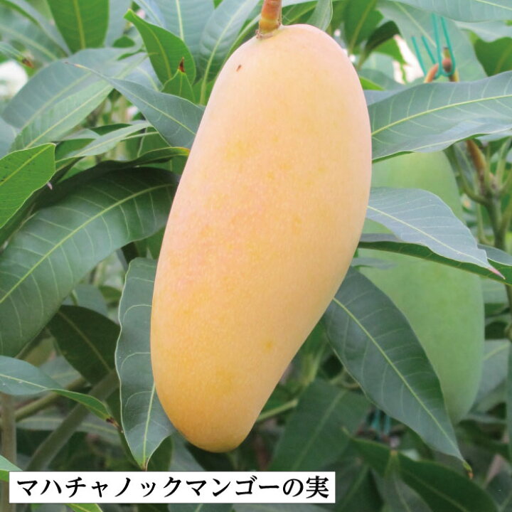 楽天市場】【鹿児島県 指宿産 マハチャノックマンゴー苗木1本 3〜4年生 