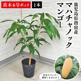 楽天市場 土 マンゴー 栽培の通販