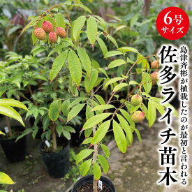 ★希少レア★国産ライチ苗木★数量限定★【佐多ライチ苗　6号サイズ　接木ライチ苗】鹿児島県 指宿産 ライチ レイシ 佐多 佐多ライチ 国産ライチ 国産レイシ 苗木 苗 ギフト 贈り物 特産品 鹿児島特産品 指宿特産品