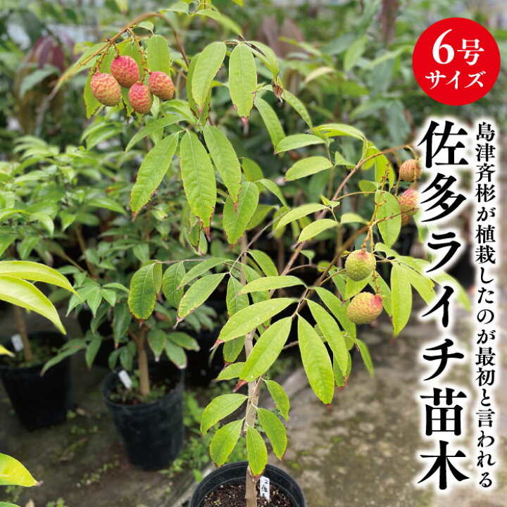 楽天市場】☆希少レア☆国産ライチ苗木☆数量限定☆【佐多ライチ苗 6号 