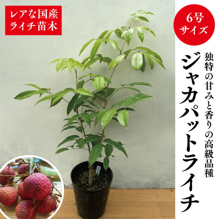 楽天市場】☆希少レア☆国産ライチ苗木☆数量限定☆【高級品種！ジャカ 