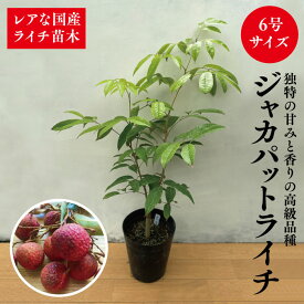 ★希少レア★国産ライチ苗木★数量限定★【高級品種！ジャカパットライチ苗　6号サイズ　接木ライチ苗】鹿児島県 指宿産 ライチ レイシ ジャカパット 苗木 苗 ギフト 贈り物 贈物 特産品 鹿児島特産品 指宿特産品 お歳暮 御歳暮