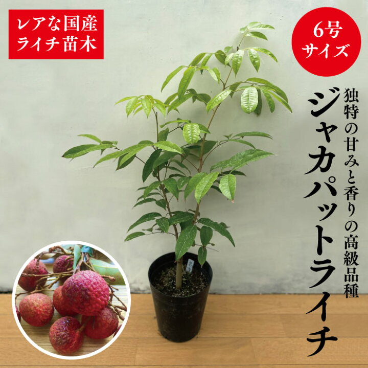 楽天市場】☆希少レア☆国産ライチ苗木☆数量限定☆【高級品種！ジャカ 
