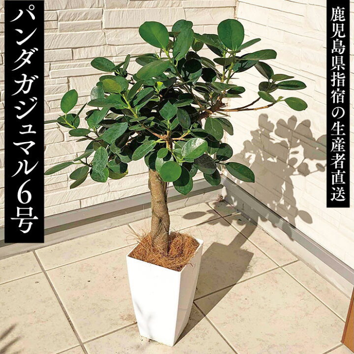 楽天市場】【☆残りわずか☆パンダガジュマル 6号 背丈約70cm前後 