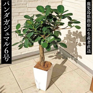 観葉植物 パンダガジュマルの人気商品 通販 価格比較 価格 Com