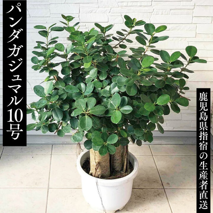 パンダガジュマル ぱんだ 10号 わ4 ガジュマル パンダ 交換無料 ガジュマル パンダガジュマル ぱんだ 10号 わ4 ガジュマル パンダ 交換無料 ガジュマル