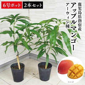 【鹿児島県 指宿産 アップルマンゴー苗木 アーウィン種 3〜4年生2本セット 6号ポット苗】マンゴー苗 苗 アップルマンゴー ギフト 観葉植物 観葉 苗木 特産品 鹿児島特産品 指宿特産品 父の日