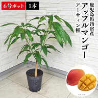 【鹿児島県 指宿産 アップルマンゴー苗木 アーウィン種 3〜4年生1本 6号ポット苗】マンゴー苗 苗 アップ…