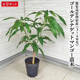★レア品種★入荷しました！【指宿産 ゴールデンナゲットマンゴー 苗木1本 3〜4年生 6号ポット苗】ゴールデンナゲット 苗木 マンゴー苗 苗 苗木 ギフト 前園植物園 鹿児島県 指宿産 特産品 鹿児島特産品 指宿特産品