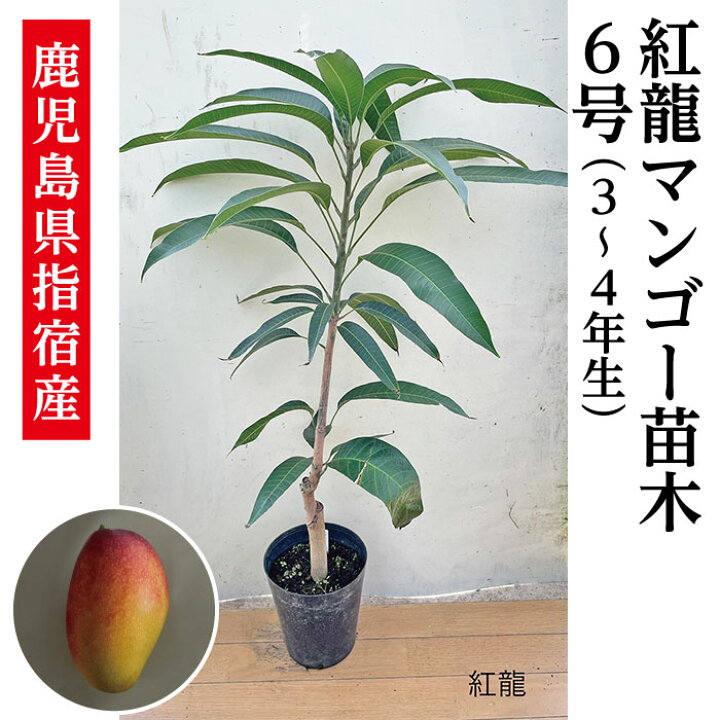 楽天市場】☆新商品入荷☆【紅龍マンゴー苗木1本 3〜4年生 6号ポット苗 