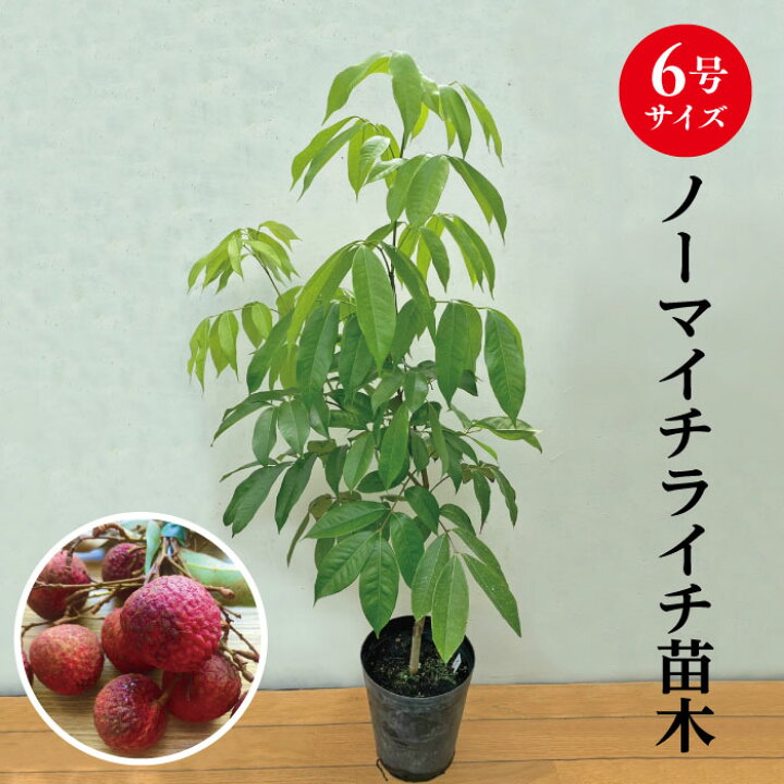 楽天市場】☆希少レア☆国産ライチ苗木☆数量限定☆【ノーマイチライチ 