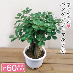 観葉植物 パンダガジュマルの人気商品 通販 価格比較 価格 Com