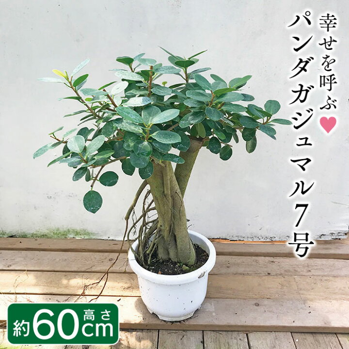 楽天市場】【パンダガジュマル 7号リン鉢 背丈約60cm前後】ガジュマル 