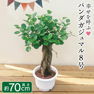 観葉植物 パンダガジュマルの人気商品 通販 価格比較 価格 Com