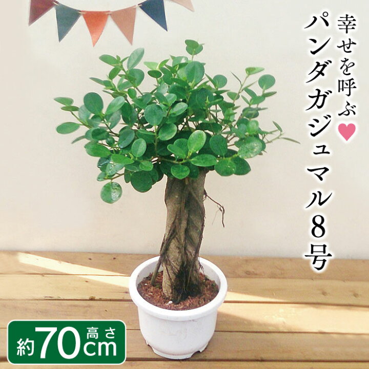 楽天市場】【パンダガジュマル 8号リン鉢 背丈約70cm前後】ガジュマル 