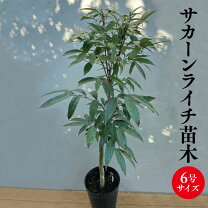 楽天市場】ライチ 苗木の通販