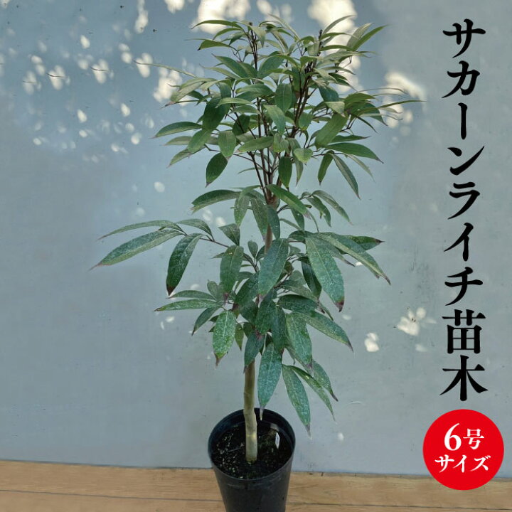 楽天市場】☆希少レア☆国産ライチ苗木☆数量限定☆【サカーンライチ苗 