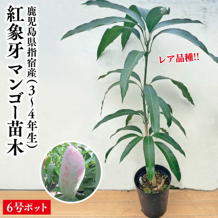 マンゴー苗木】紅象牙