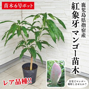 Ai큚ׂ܂IywhY gۉ}S[ c1{ 3`4N 6|bgczgۉ c }S[c c c Mtg OA  whY Yi Yi whYi 