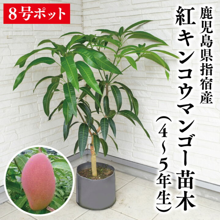 マンゴー苗 品種 紅キンコウ 8号不織布苗 考えれ