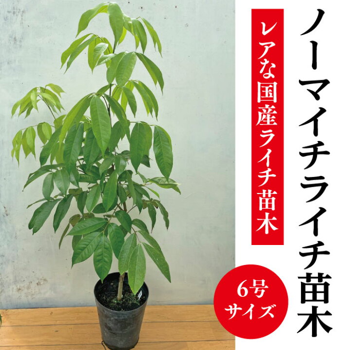 楽天市場】☆希少レア☆国産ライチ苗木☆数量限定☆【ノーマイチライチ 