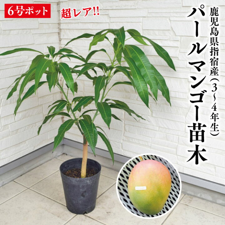 楽天市場】☆超レア品種【鹿児島県 指宿産 パールマンゴー苗木1本 3〜4 
