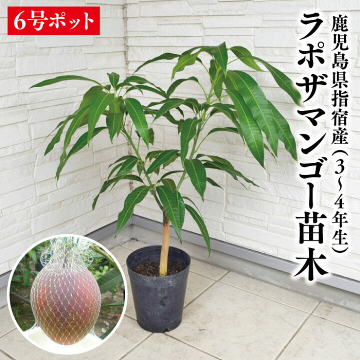 楽天市場】☆超レア品種【鹿児島県 指宿産 ラポザマンゴー苗木1本 3〜4 
