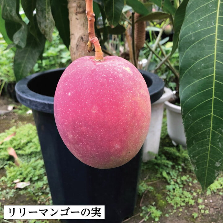 楽天市場】【鹿児島県 指宿産 リリーマンゴー 苗木1本 3〜4年生 6号 