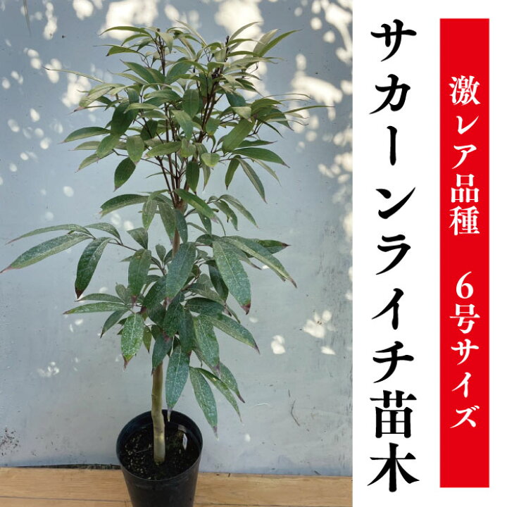 楽天市場】☆希少レア☆国産ライチ苗木☆数量限定☆【サカーンライチ苗 