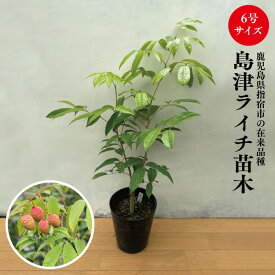 ★希少レア★国産ライチ苗木★数量限定★【島津ライチ苗　6号サイズ　接木ライチ苗】鹿児島県 指宿産 ライチ レイシ 島津 国産ライチ 国産レイシ 苗木 苗 ギフト 贈り物 特産品 鹿児島特産品 指宿特産品