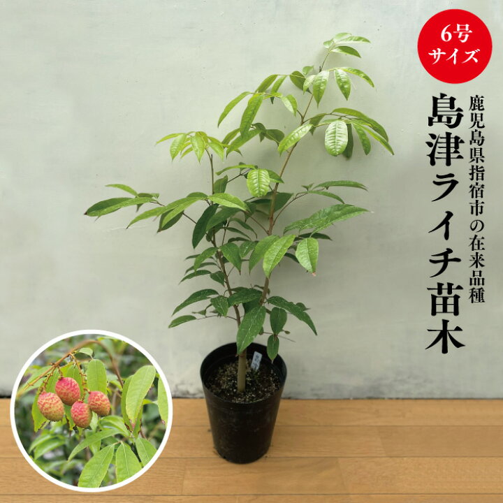 楽天市場】☆希少レア☆国産ライチ苗木☆数量限定☆【島津ライチ苗 6号 