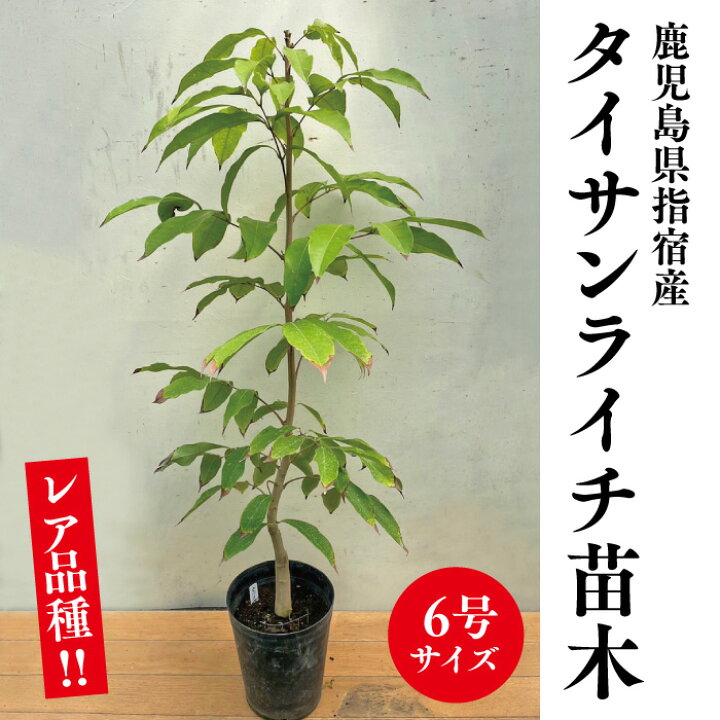 楽天市場】☆希少レア☆国産ライチ苗木☆数量限定☆【タイサンライチ苗 