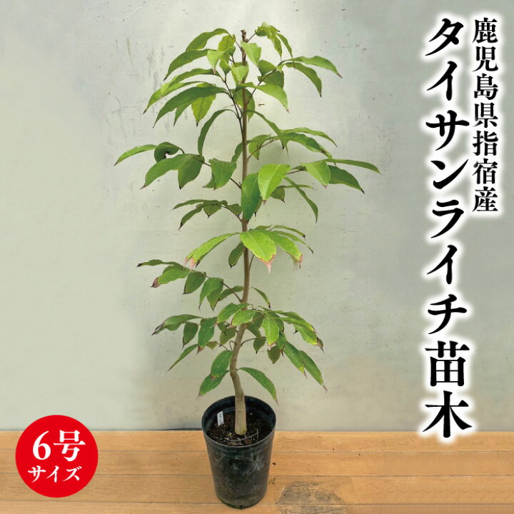 ライチ苗 接木 6号サイズ （ライチの育て方・栽培方法！全体像と失敗 