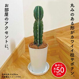 楽天市場 サボテン とげなしの通販