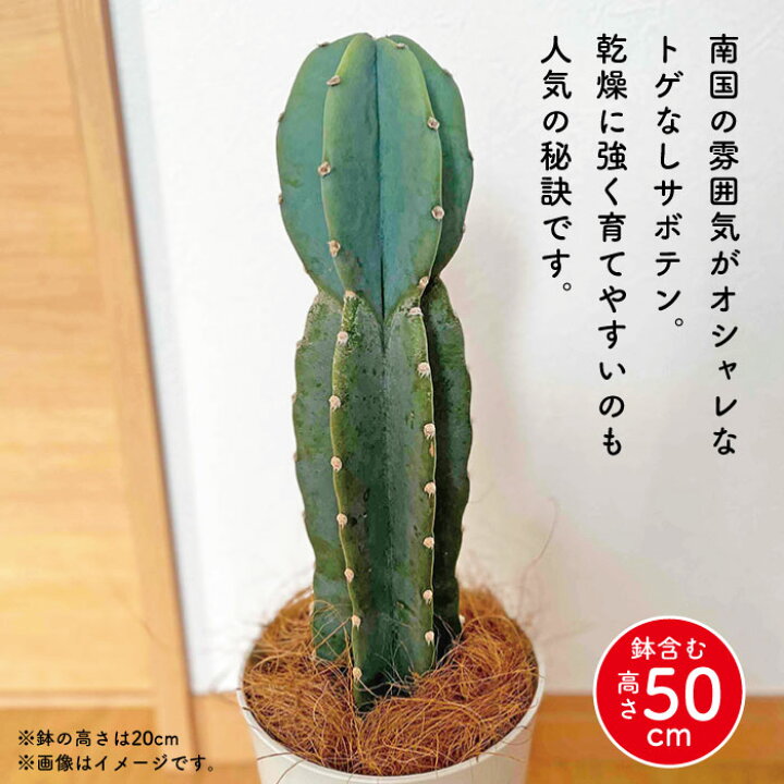 楽天市場】とげなしサボテン 柱サボテン 2段になった1本立ち【高さ約 