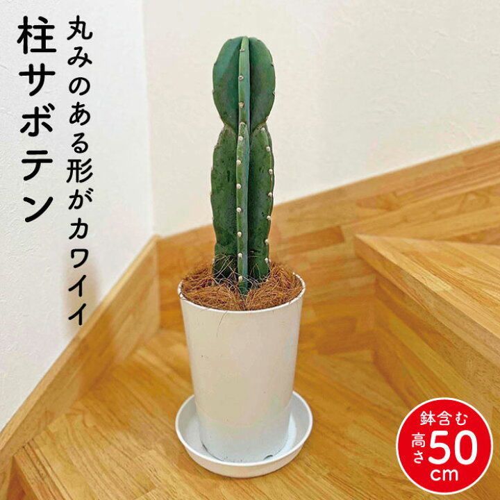 楽天市場】とげなしサボテン 柱サボテン 2段になった1本立ち【高さ約  