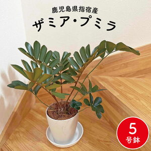 観葉植物 ザミアの人気商品 通販 価格比較 価格 Com