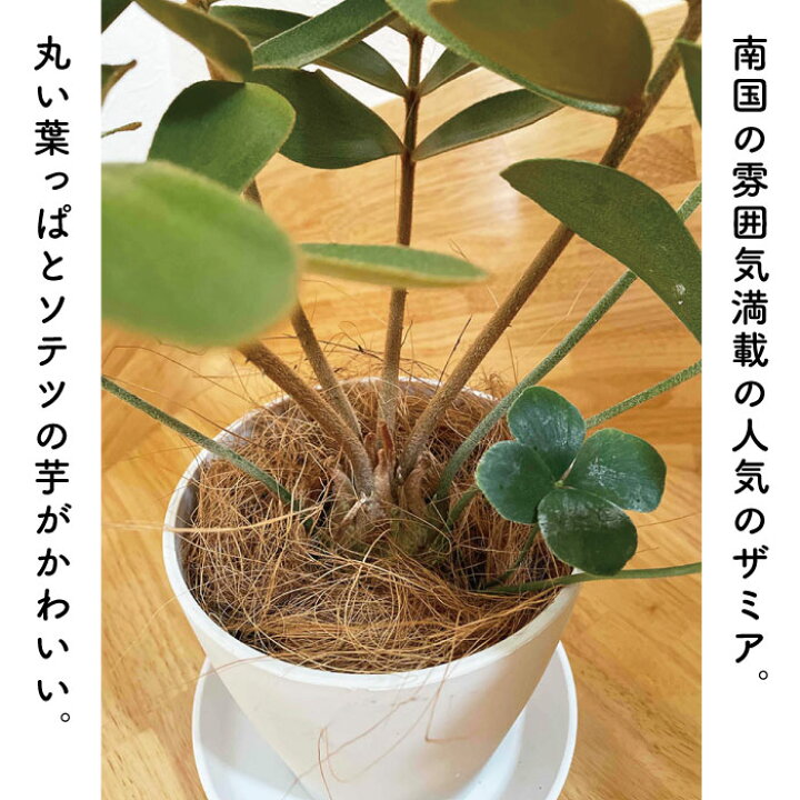 楽天市場】ザミアプミラ 5号サイズ（高さ約50cm） 観葉植物 指宿産 