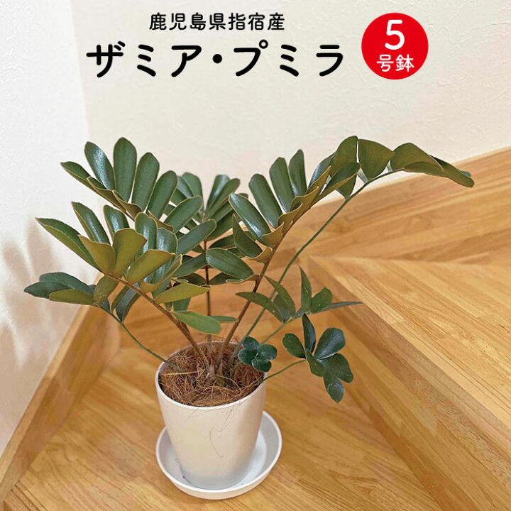楽天市場】ザミアプミラ 5号サイズ（高さ約50cm） 観葉植物 指宿産 