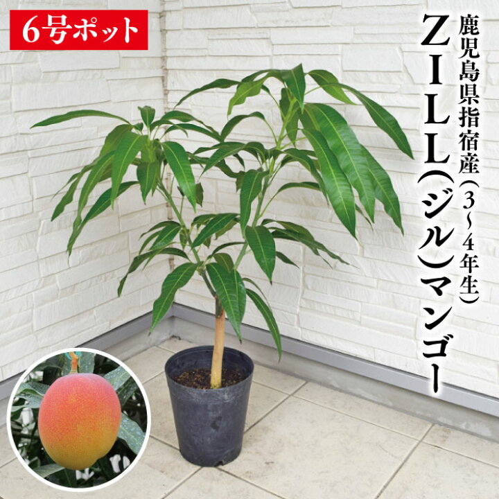 マンゴー苗 品種 ジル 花芽付き 血みどろ