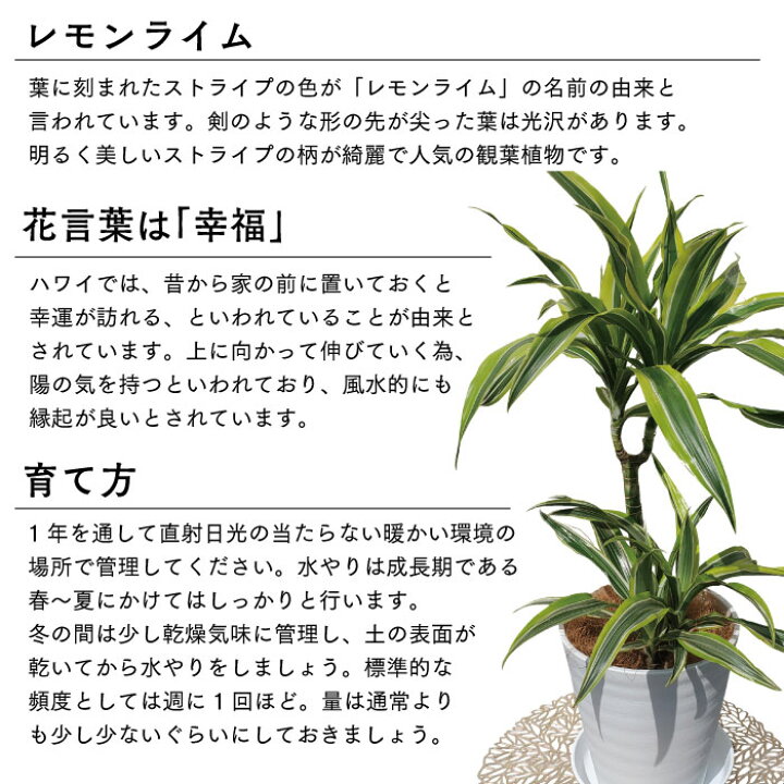楽天市場 残りわずか ドラセナ レモンライム 6号 高さ 約60cm ホワイト鉢 鹿児島県指宿 送料無料 一部地域は送料別途加算 ドラセナ レモンライム 6号 鹿児島 観葉植物 インテリア グリーン 植物 ギフト 御歳暮 お歳暮 特産品 鹿児島特産品 指宿特産品 指宿 楽天市場 残りわずか ドラセナ レモンライム 6号 高さ 約60cm ホワイト鉢 鹿児島県指宿 送料無料 一部地域は送料別途加算 ドラセナ レモンライム 6号 鹿児島 観葉植物 インテリア グリーン 植物 ギフト 御歳暮 お歳暮 特産品 鹿児島特産品 指宿特産品 指宿