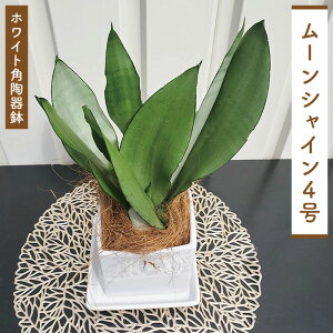 鉢 30cm 観葉植物の人気商品 通販 価格比較 価格 Com